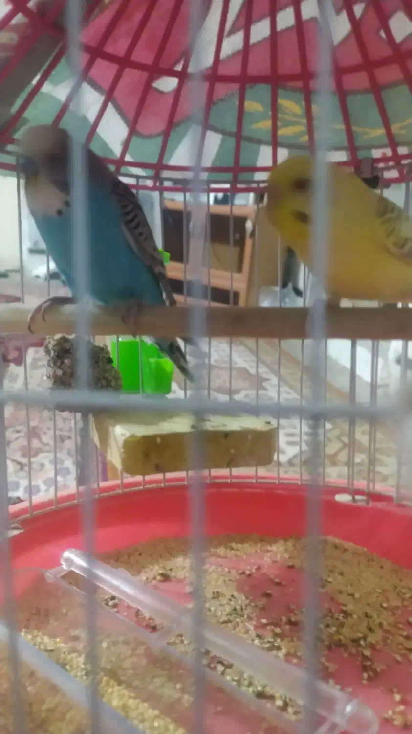 سلام یک جفت مرغ عشق|پرنده|مهرستان, |دیوار