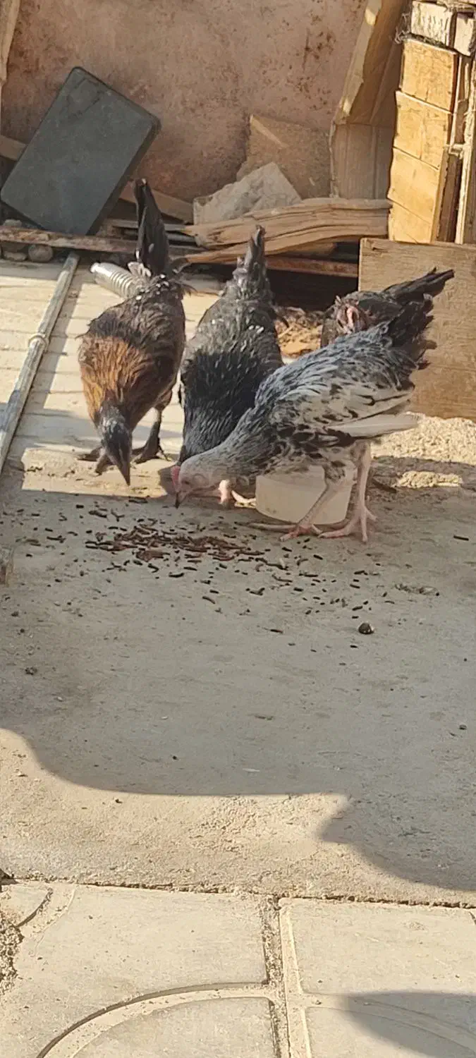 جوجه مرغ محلی|حیوانات مزرعه|نوبندگان, |دیوار