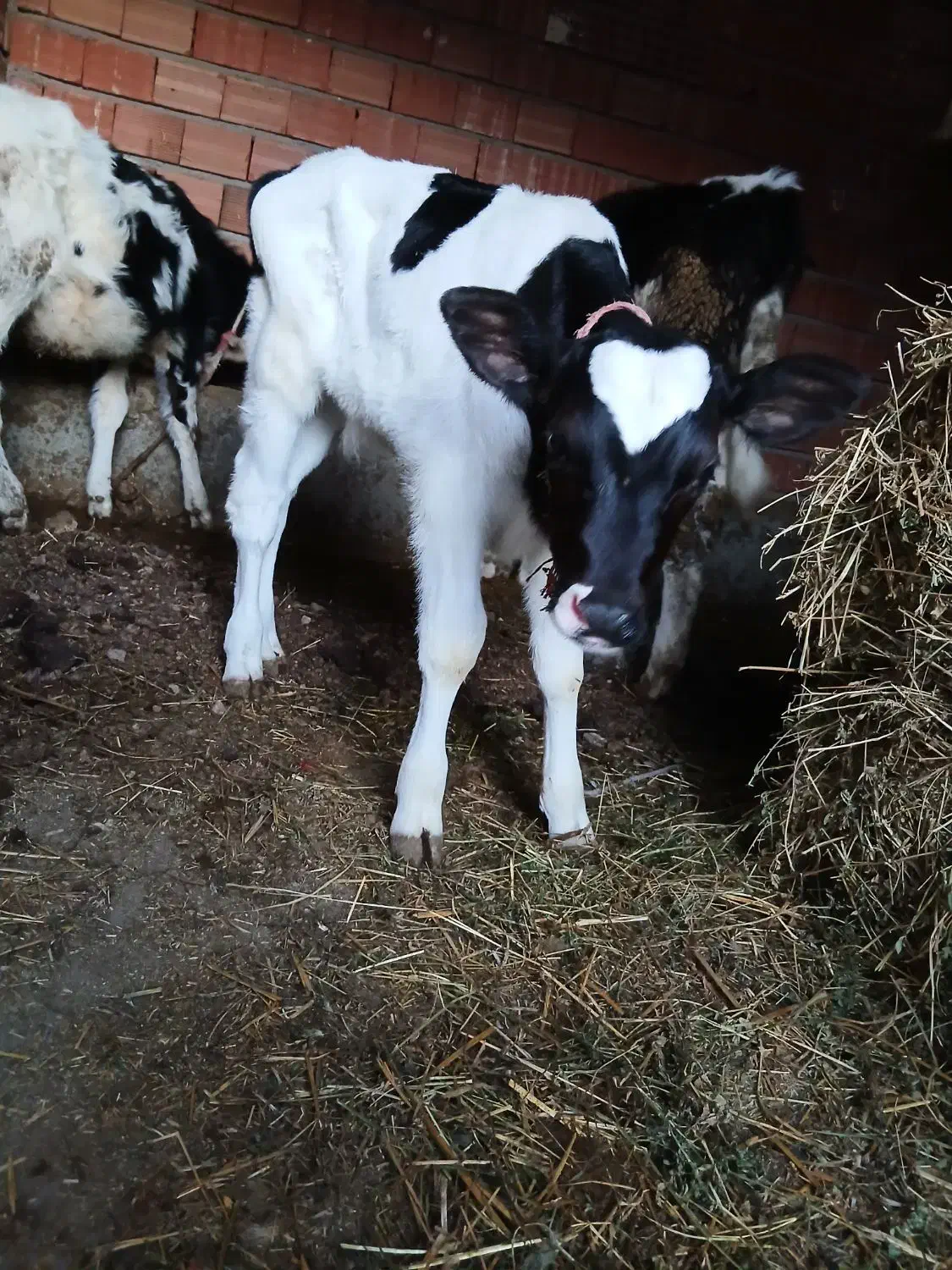 گاوشیری با گوساله|حیوانات مزرعه|بیله سوار, |دیوار