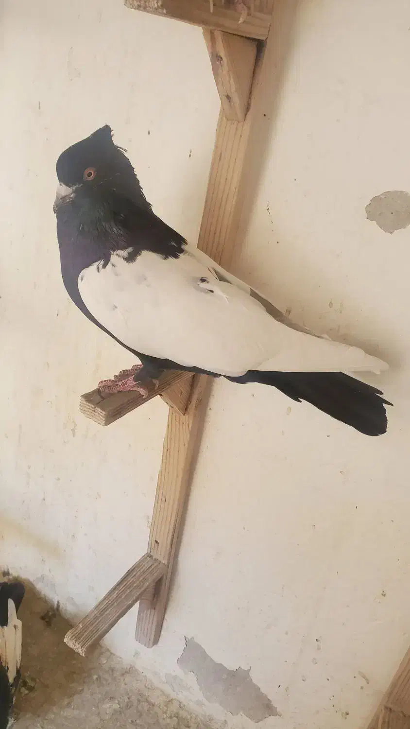 سینه سیا بازیکن جوجه سینه تافته ای نر|پرنده|شیراز, اصلاح‌نژاد|دیوار