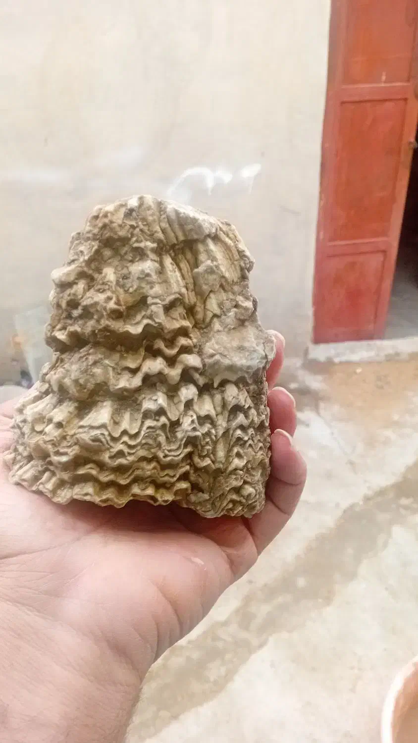 فسیل های زیبا و کلکسیونی صدف پنجه پری|کلکسیون اشیاء عتیقه|اردل, |دیوار