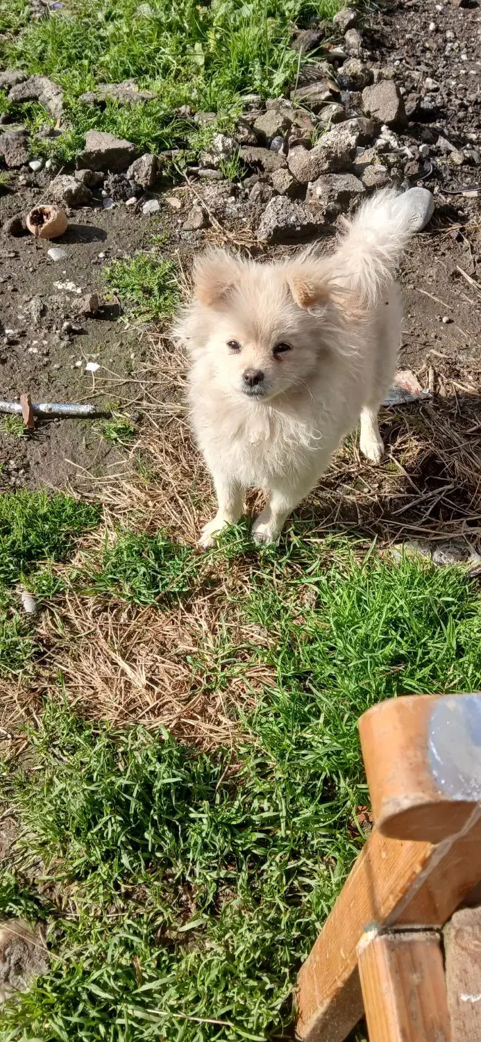 سگ پاکوتاه پامرین ماده ۵ ماه|سگ|امامزاده عبدالله, |دیوار