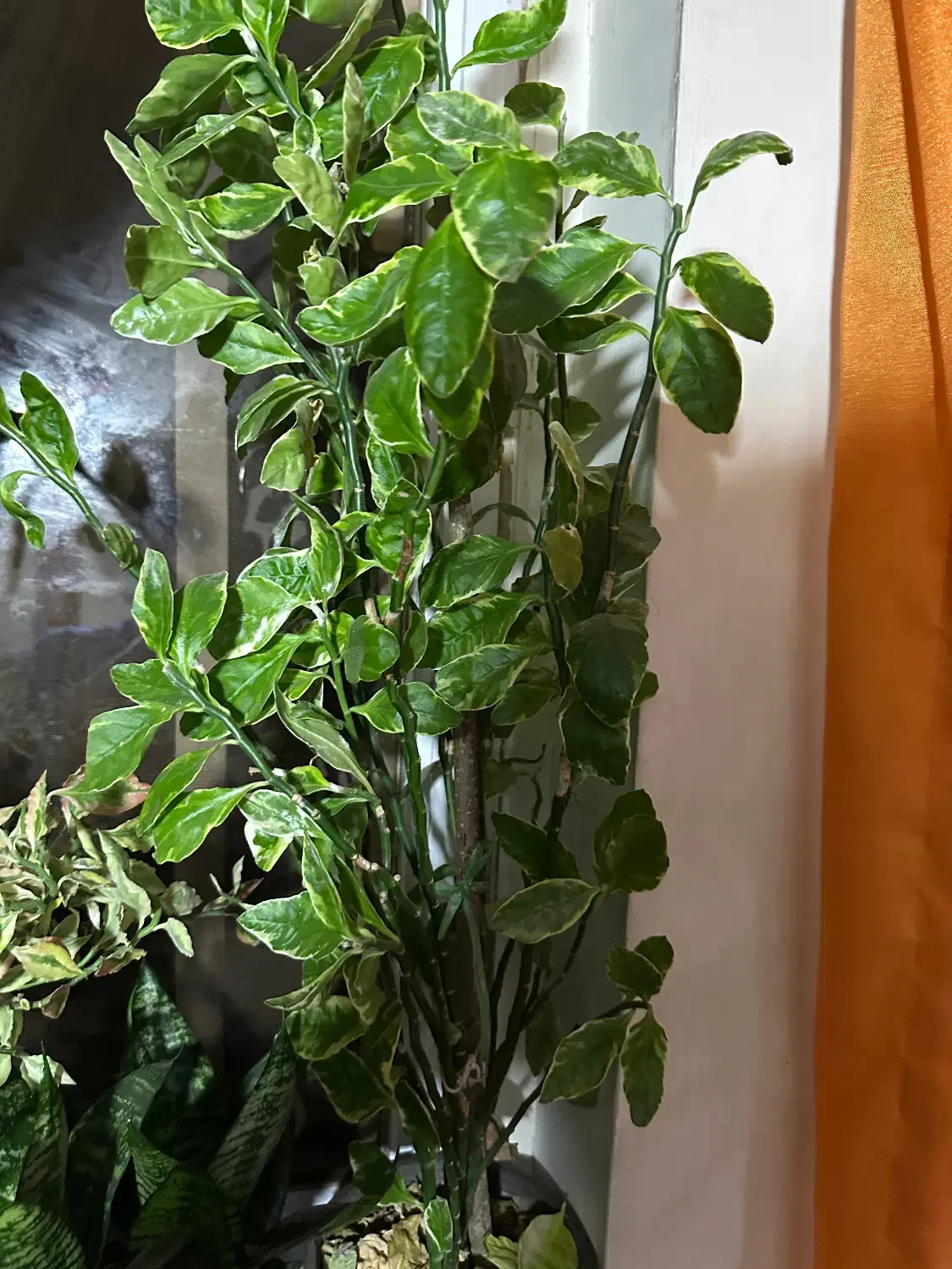 گل خانگی|گل و گیاه طبیعی|رشت, باهنر|دیوار