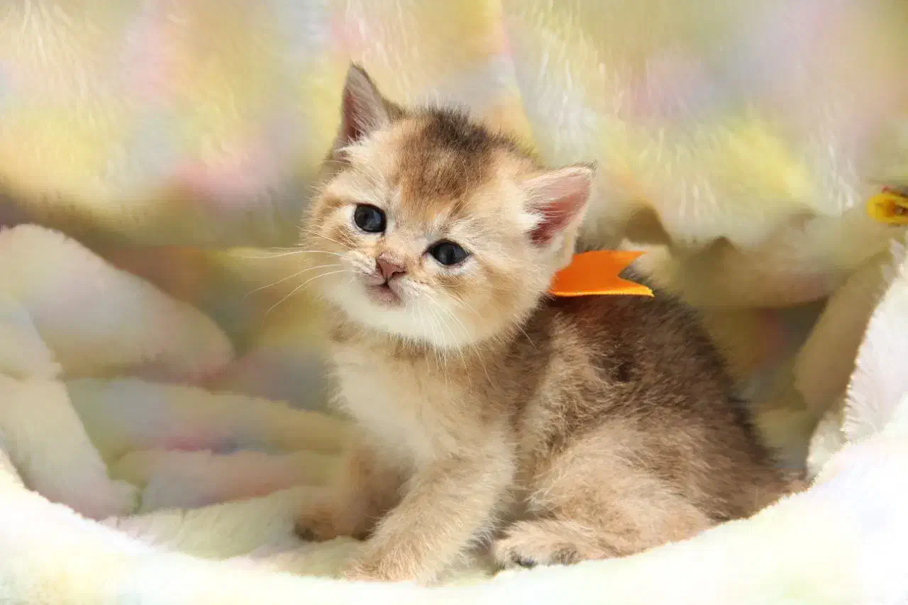 بچه گربه های پشمالو|گربه|شیراز, فرهنگ شهر|دیوار