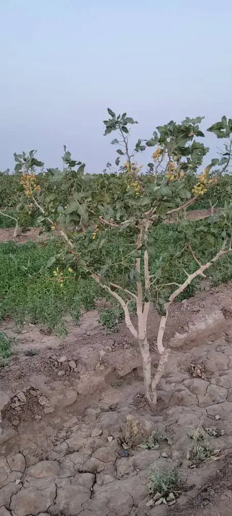 استخدام کارگر کشاورزی|استخدام صنعتی، فنی، مهندسی|مهاباد (اصفهان), |دیوار