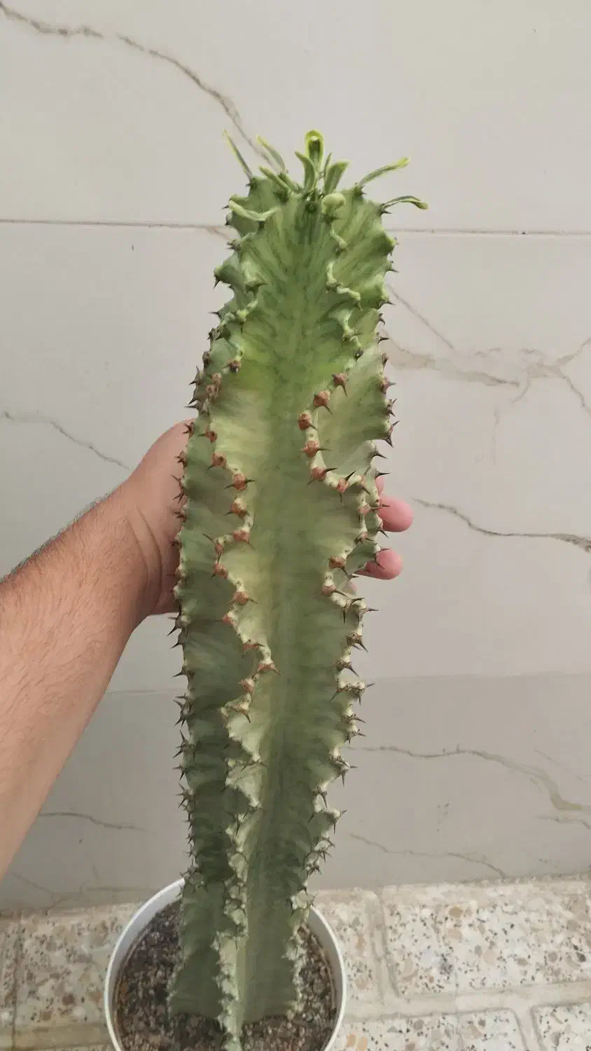 افوربیا اینجنس (کلکسیونی)|گل و گیاه طبیعی|قدس, شهر‌قدس|دیوار