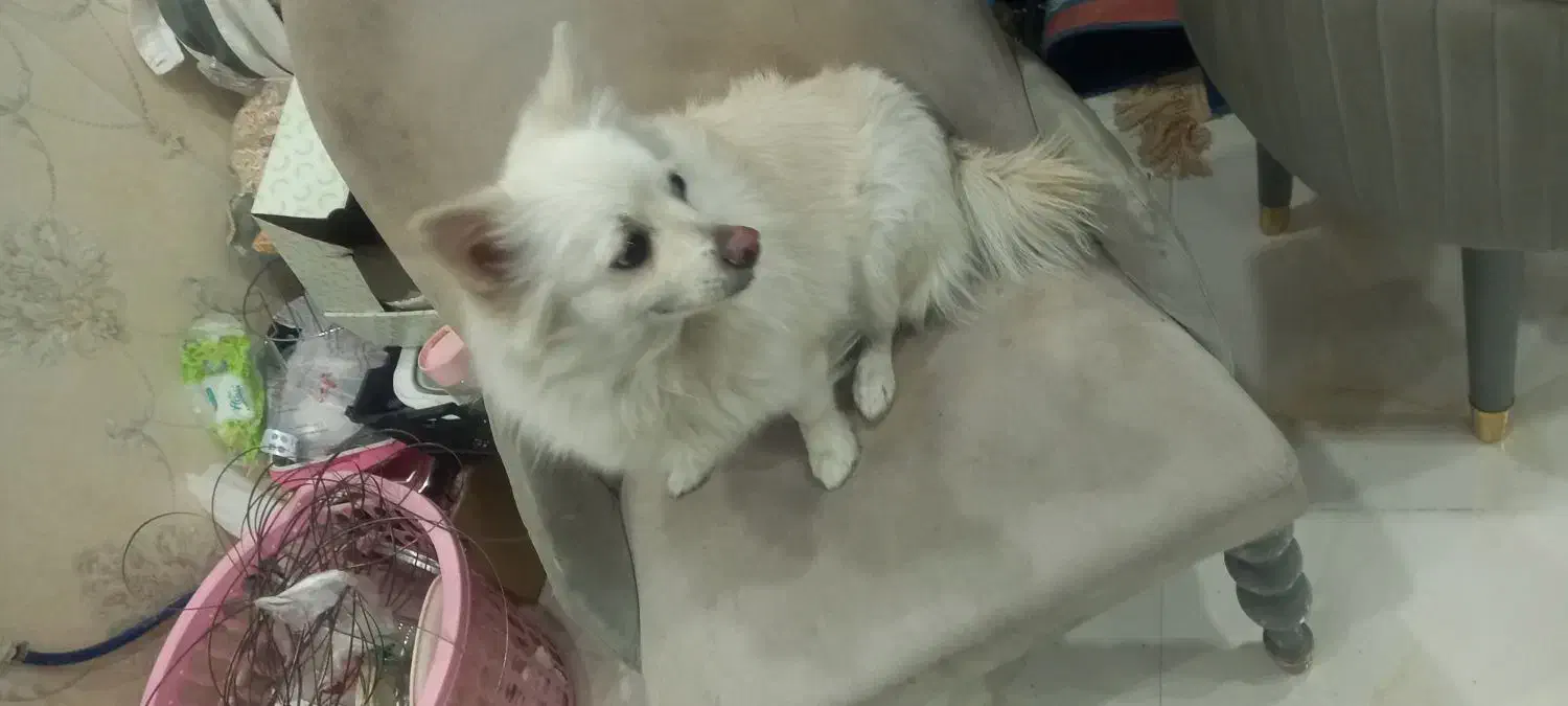 سگ پامر روباهی|سگ|اصفهان, امیرعرب|دیوار