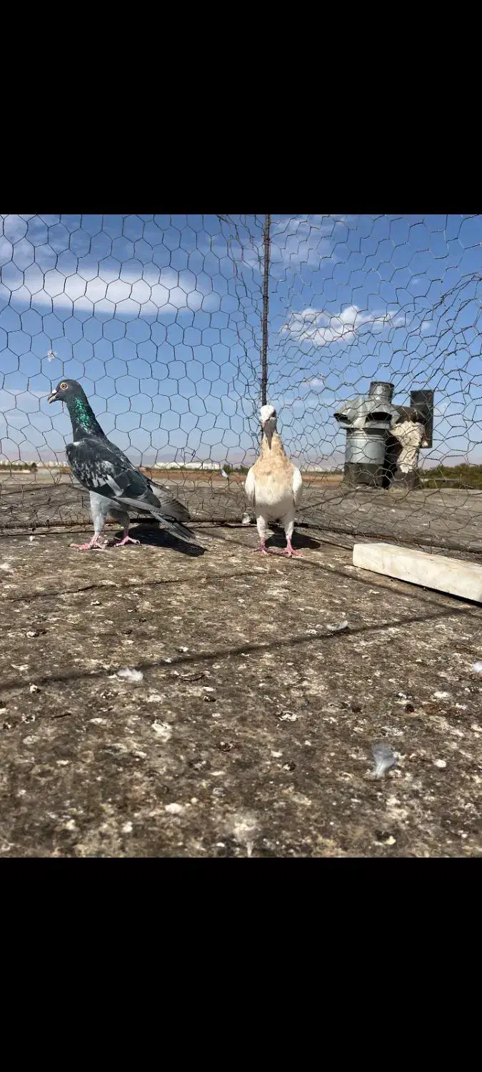 سه جفت هفت رنگ|پرنده|اقبالیه, |دیوار