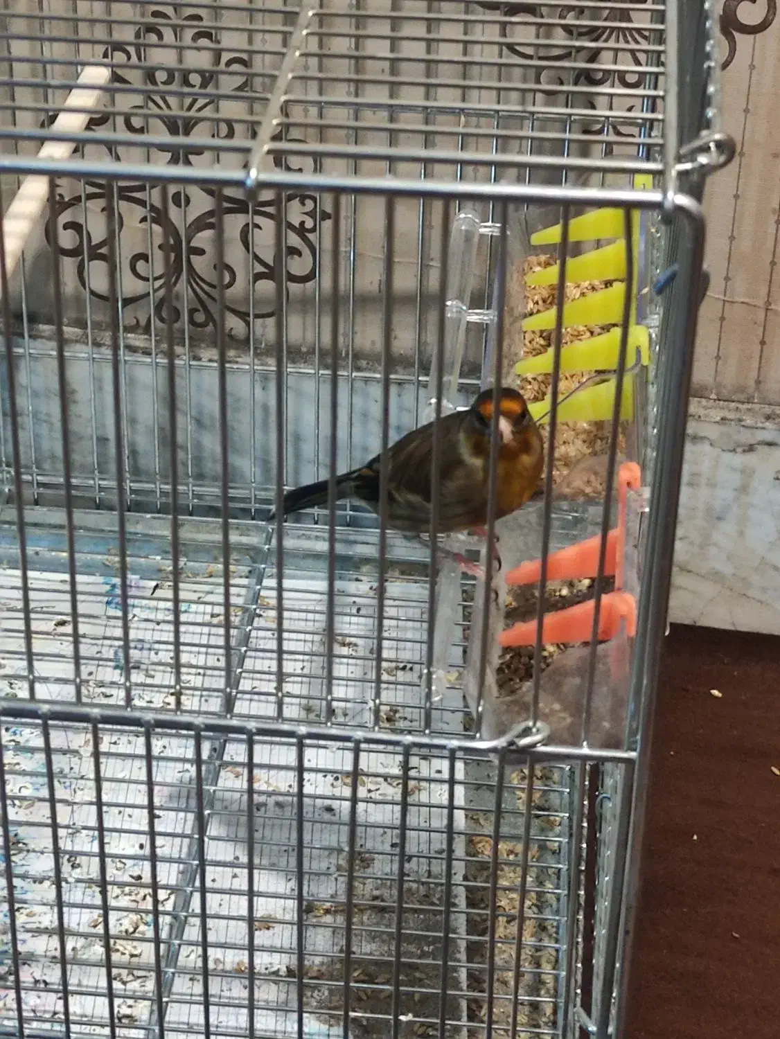 سهره قناری تعداد بالا|پرنده|رشت, دیانتی|دیوار