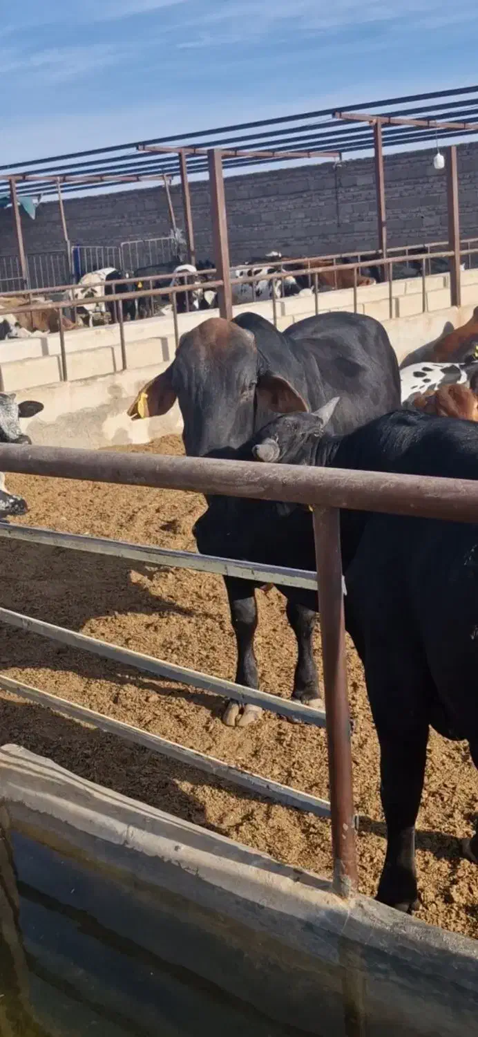 گوساله خارجی|حیوانات مزرعه|مرودشت, ده بید|دیوار