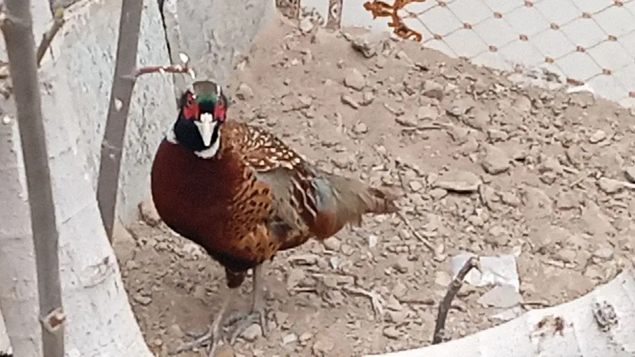 خروس|پرنده|نهبندان, |دیوار