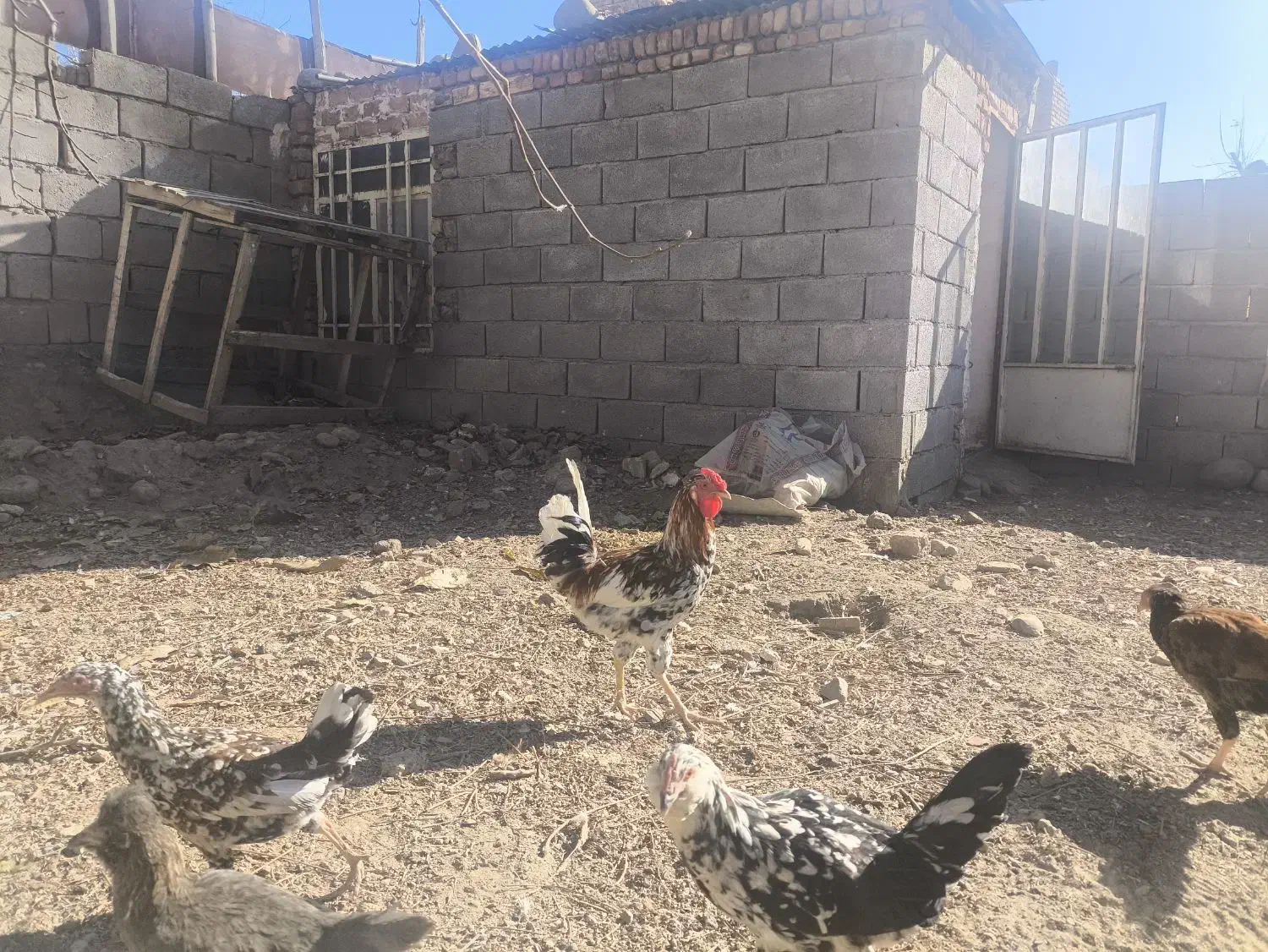 مرغ و خروس و جوجه|حیوانات مزرعه|تویسرکان, |دیوار