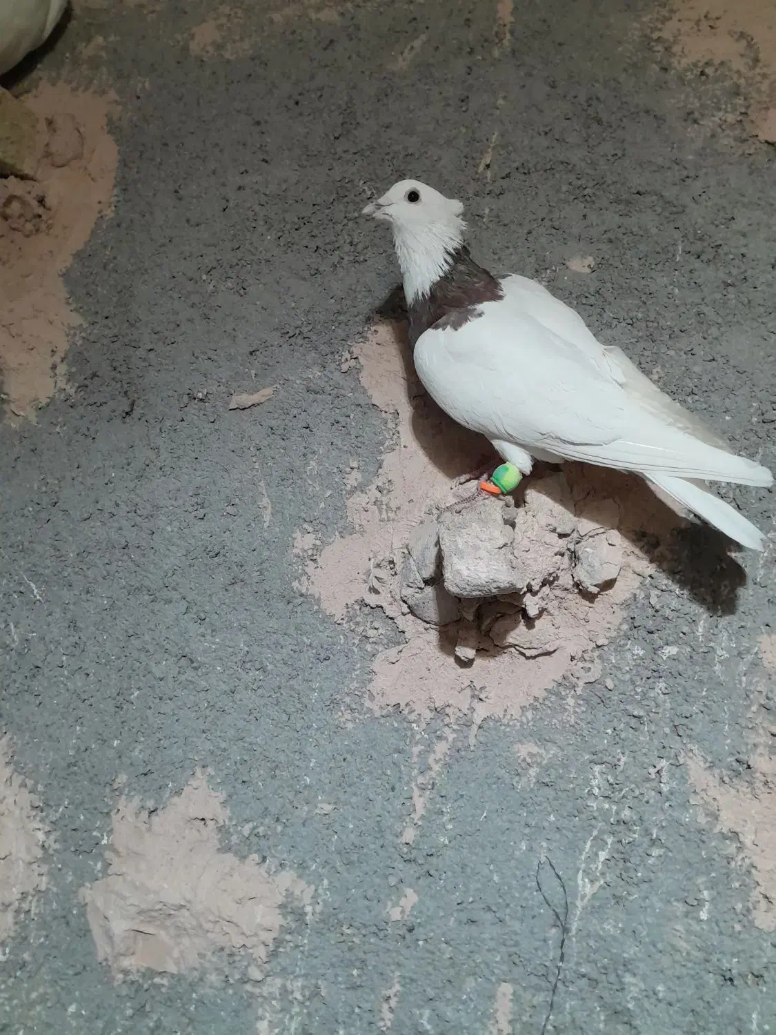 کفترا همه گرفتی|پرنده|سبزوار, باهنر|دیوار