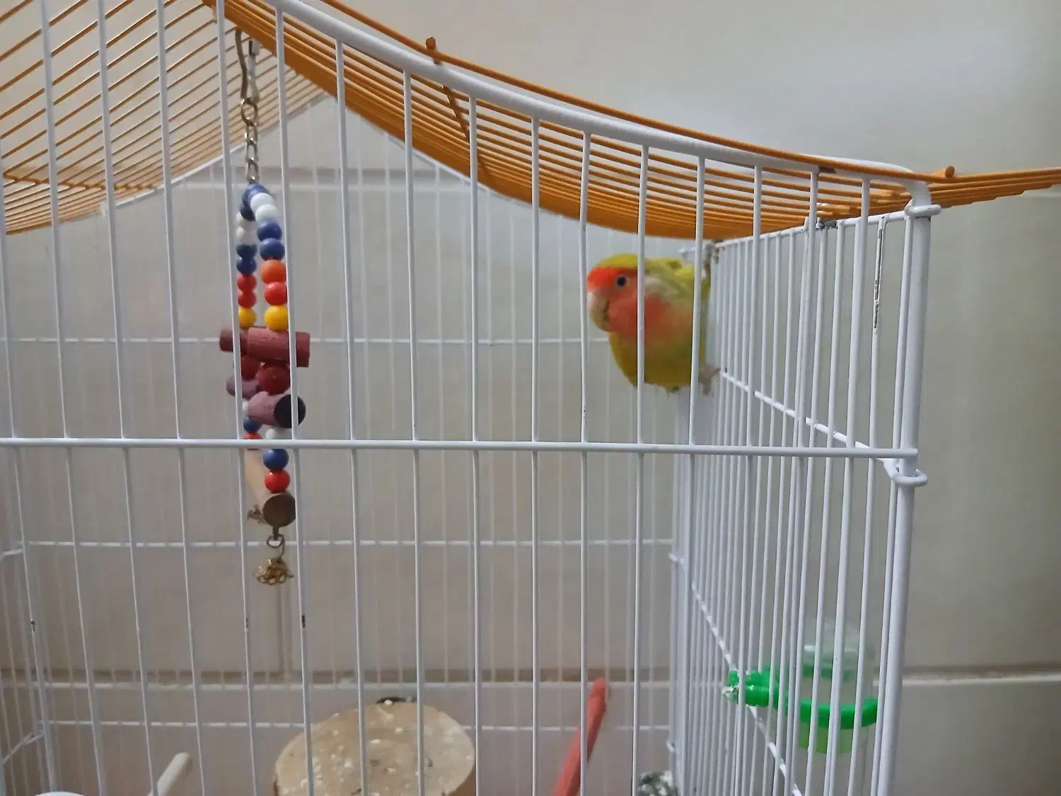 پرنده فروشی|پرنده|شیراز, تندگویان|دیوار