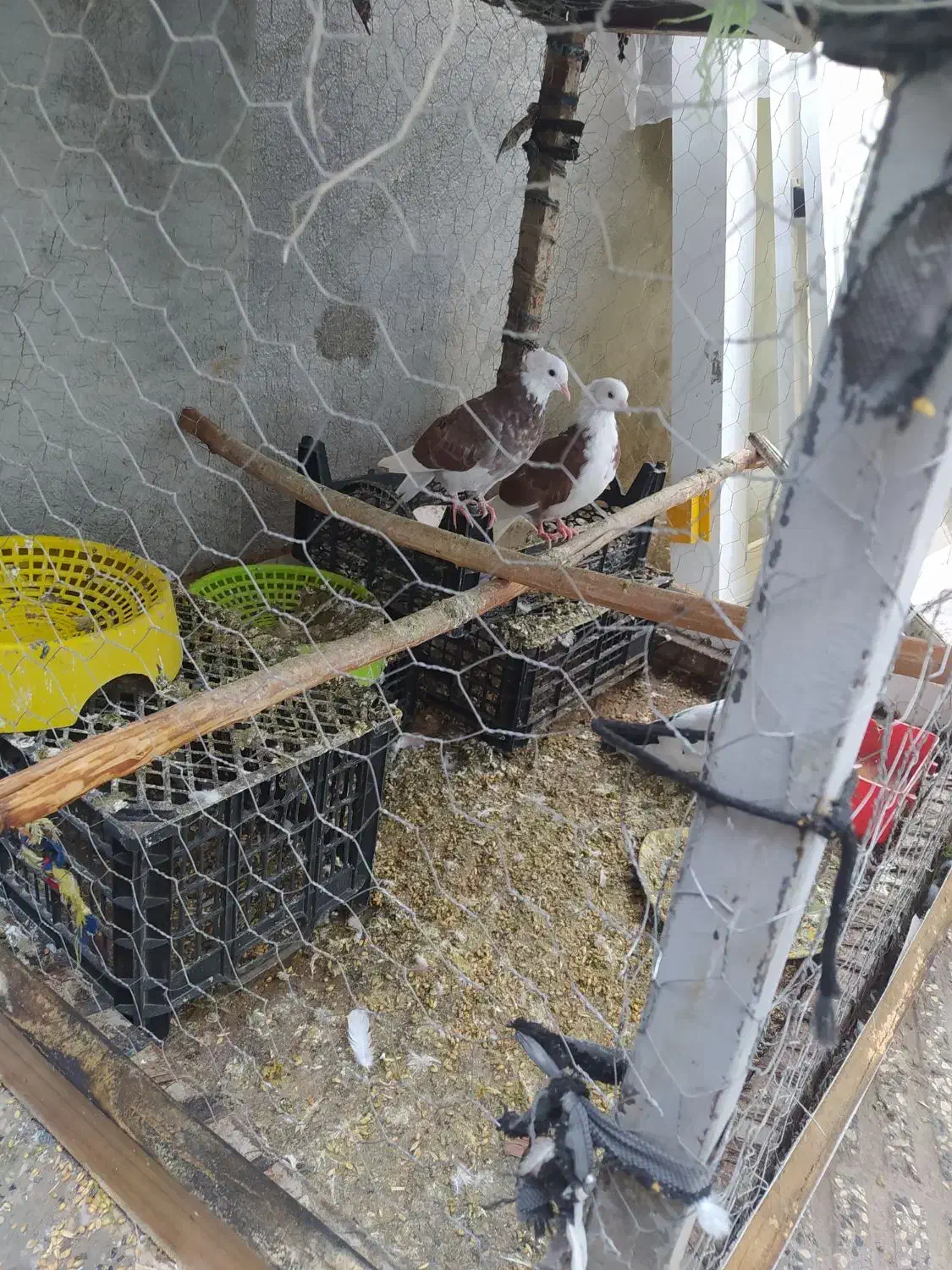 کفترمعاوضه بایک جفت مرغ عشق ماده|پرنده|گرگان, |دیوار