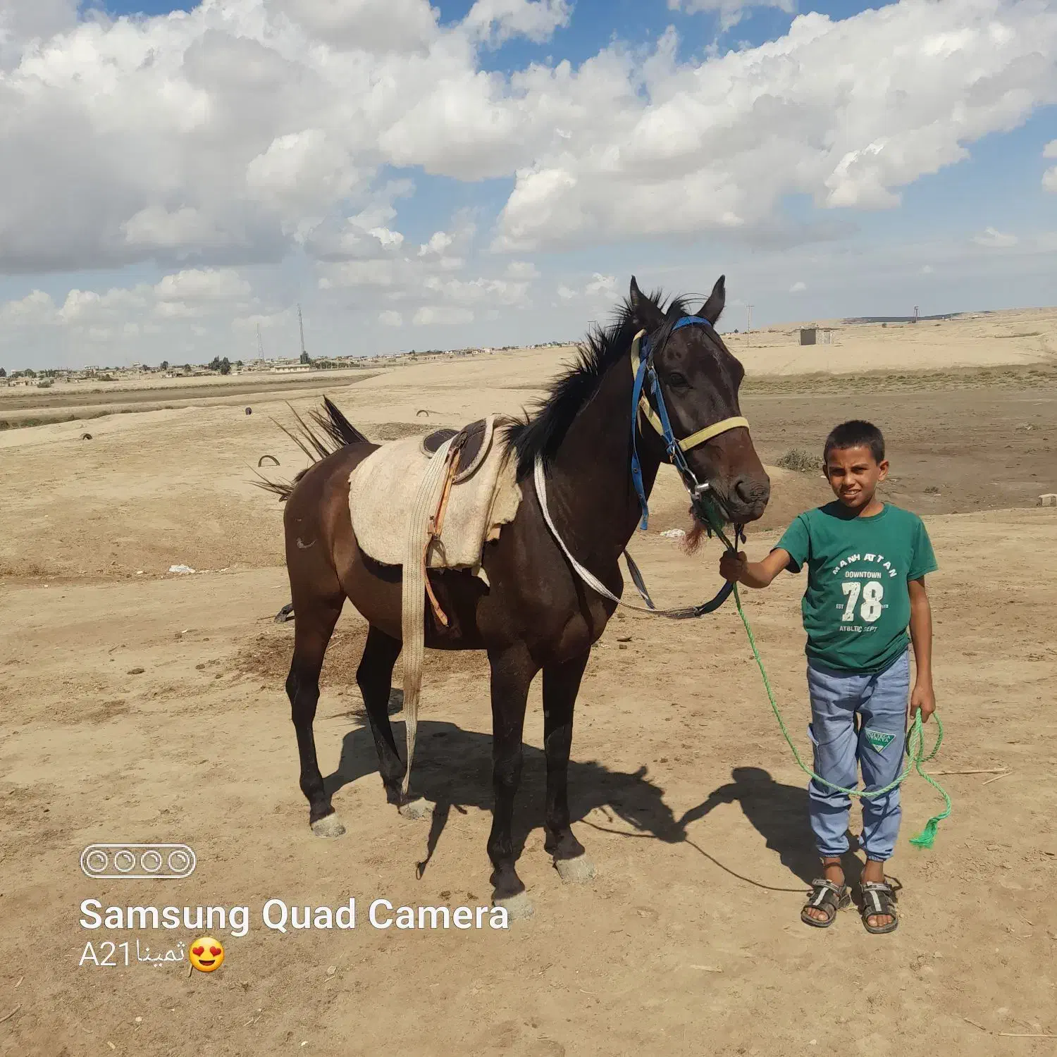 اسب ترکمن|اسب و تجهیزات اسبسواری|گنبد کاووس, |دیوار