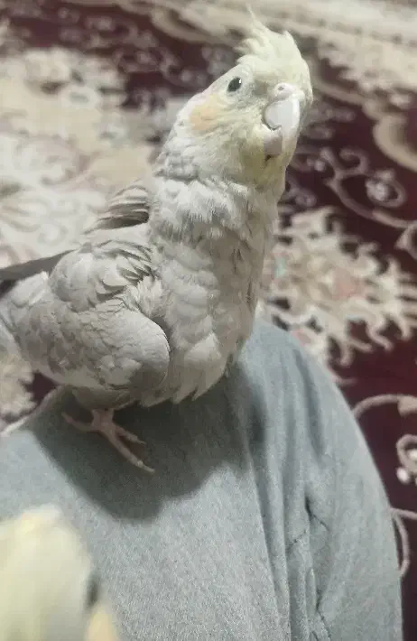 عروس هلندی|پرنده|مشهد, شهید قربانی|دیوار