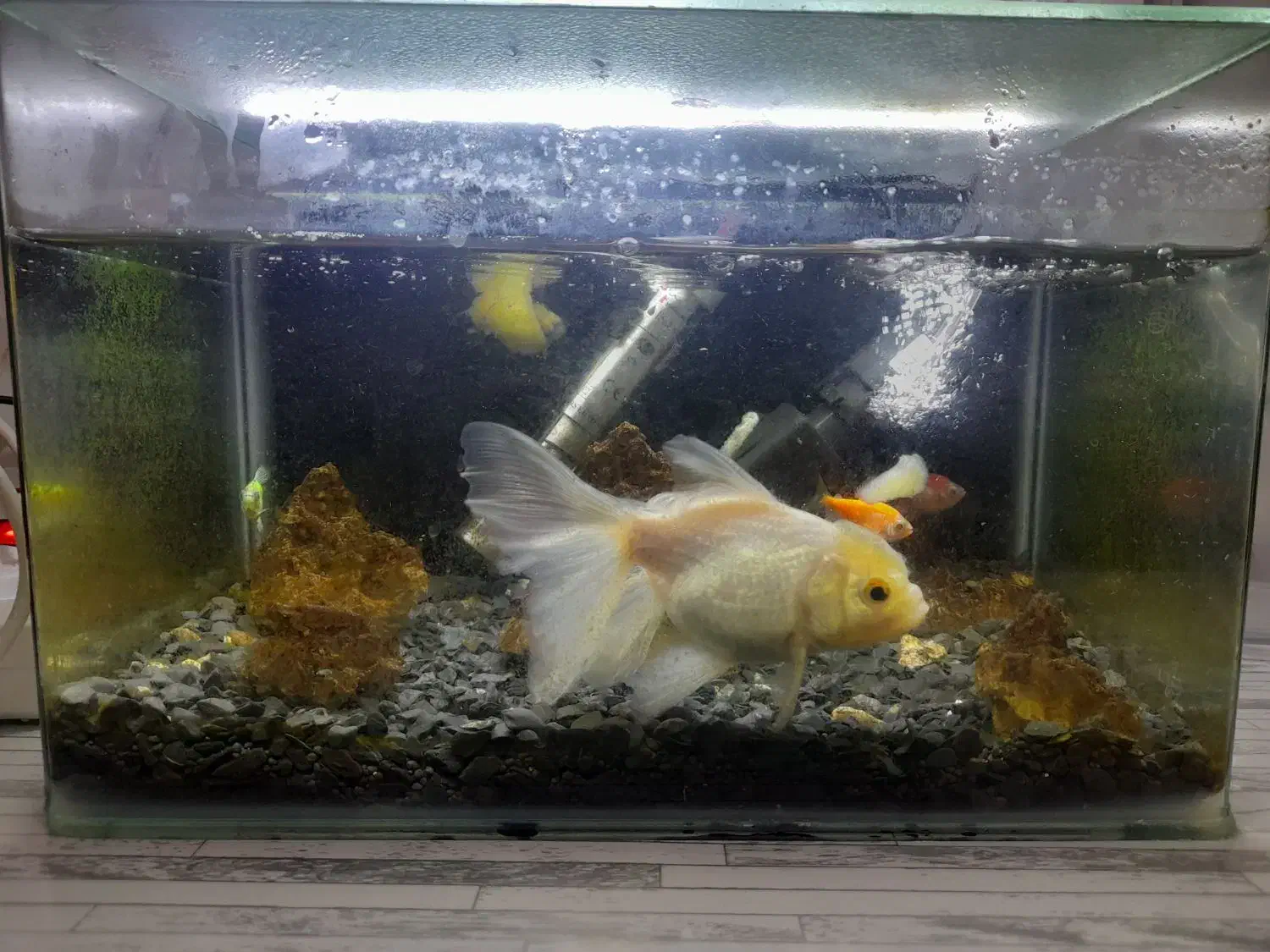 فروش اکواریوم باتمام وسایل|ماهی|میانه, |دیوار