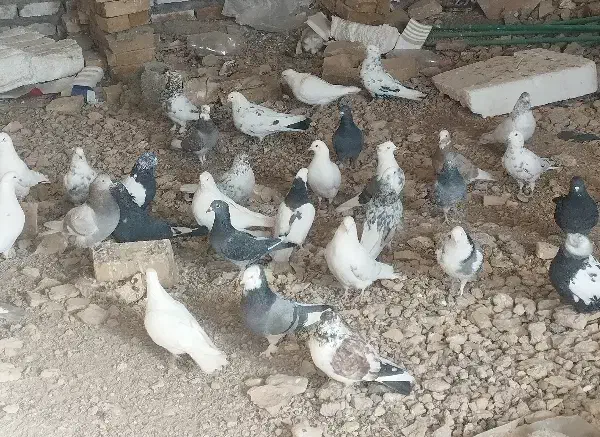 کبوتر|پرنده|قیدار, |دیوار