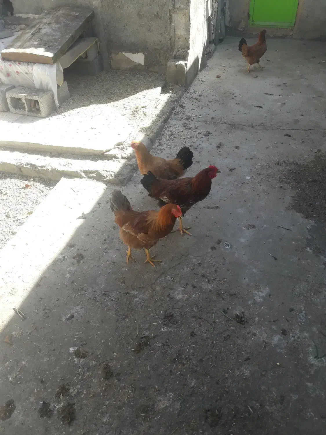 ۲تاخروس ۲تامرغ تازه به تخم امدن سالم هستن|حیوانات مزرعه|کشاورز, |دیوار