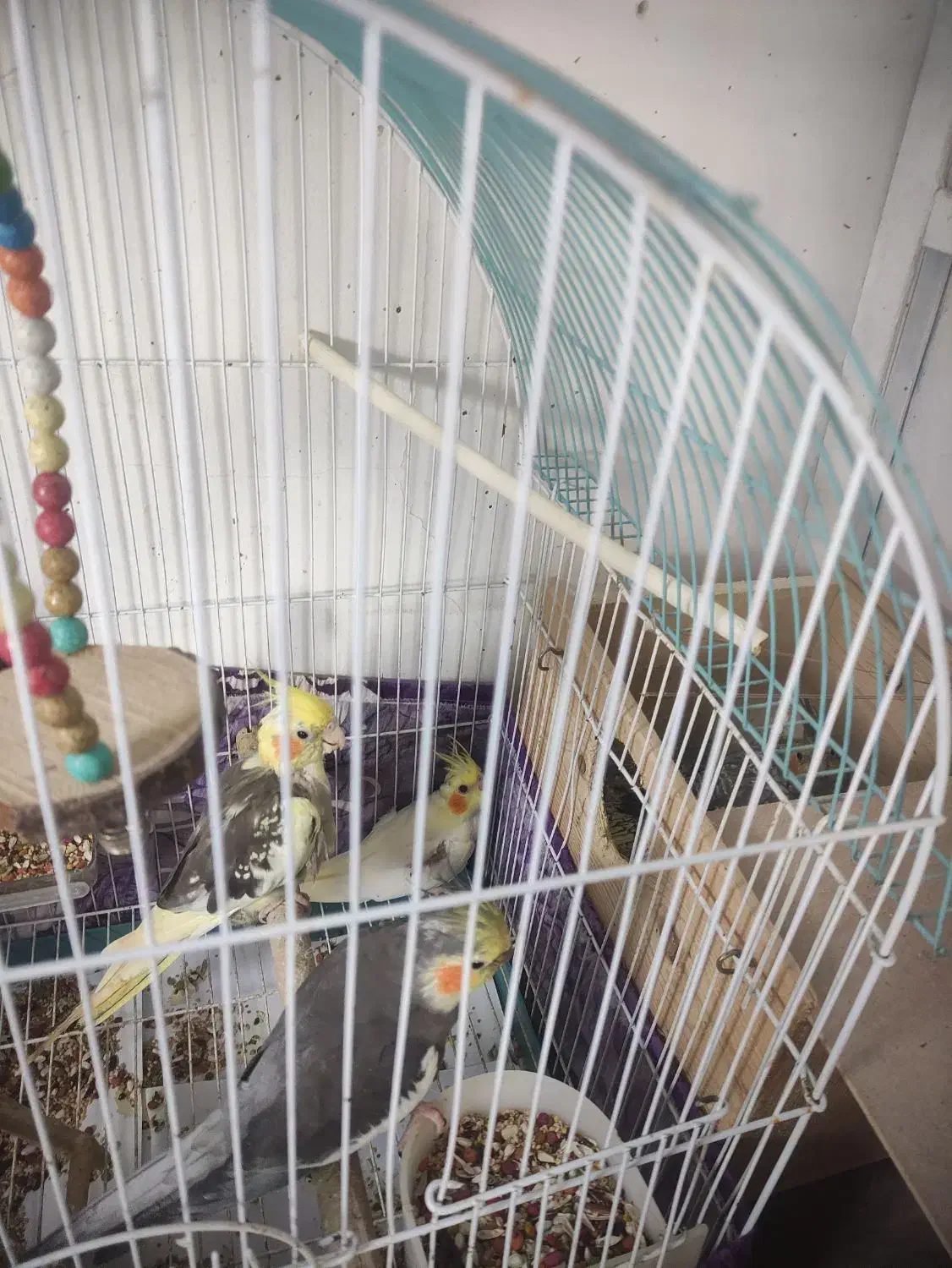 طوطی عروس|پرنده|لنگرود, |دیوار