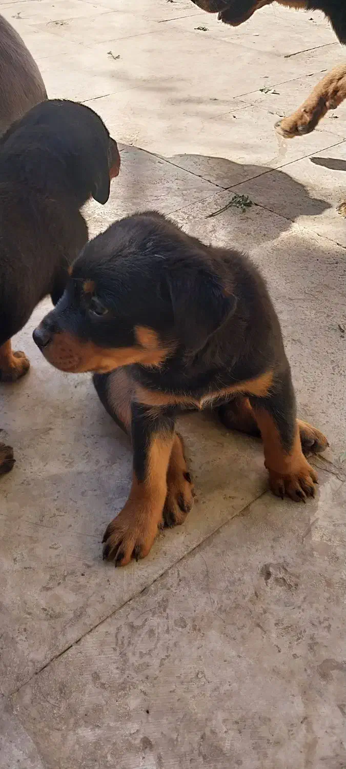 روتوایلراصیل|سگ|اصفهان, لنبان|دیوار