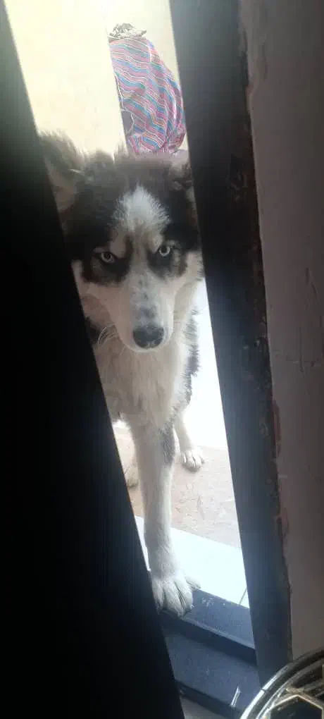 سگ هاسکی ماده مالاموت هفت ماهه سالم با شناسنامه|سگ|رشت, عینک|دیوار