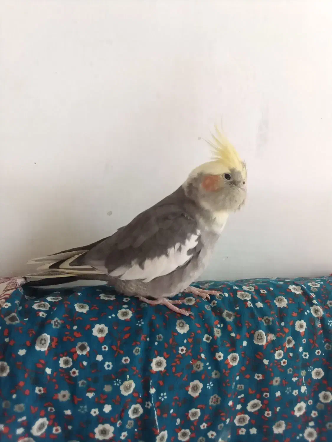 عروَس هلندی ماده سرحال|پرنده|بروجرد, |دیوار