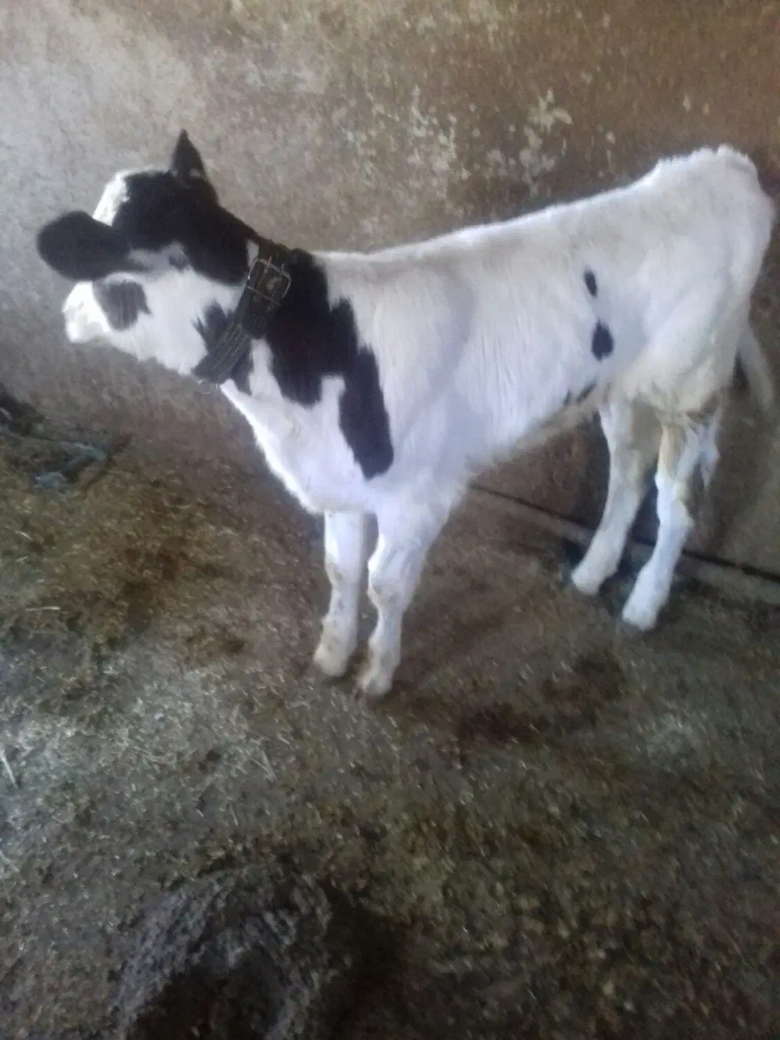 گوساله هلشتاین|حیوانات مزرعه|جونقان, |دیوار