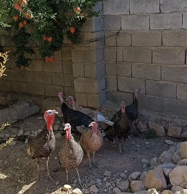 بوقلمون نر و ماده|حیوانات مزرعه|کوهدشت, |دیوار