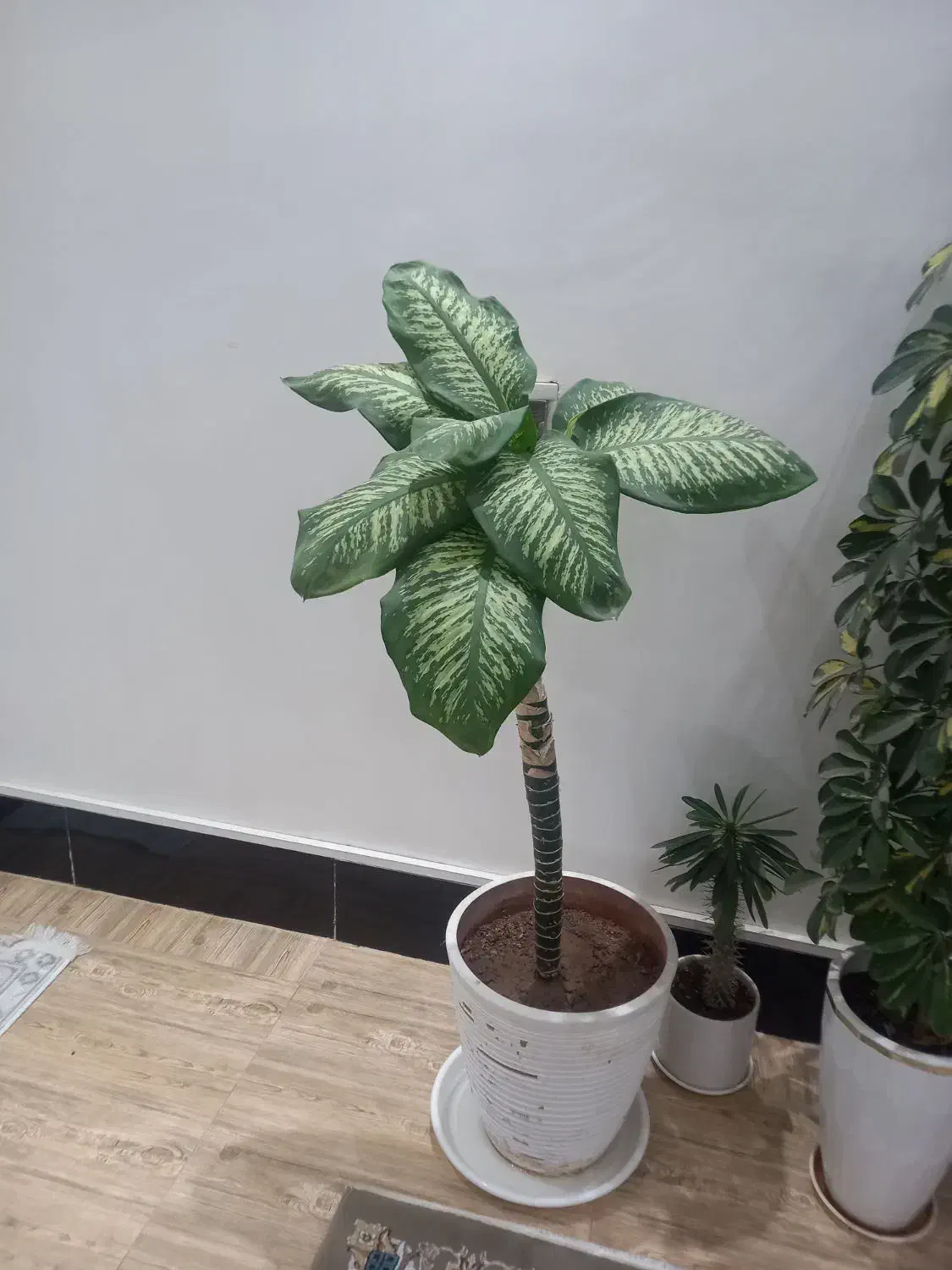 گلهای آپارتمانی|گل و گیاه طبیعی|کنگاور, |دیوار