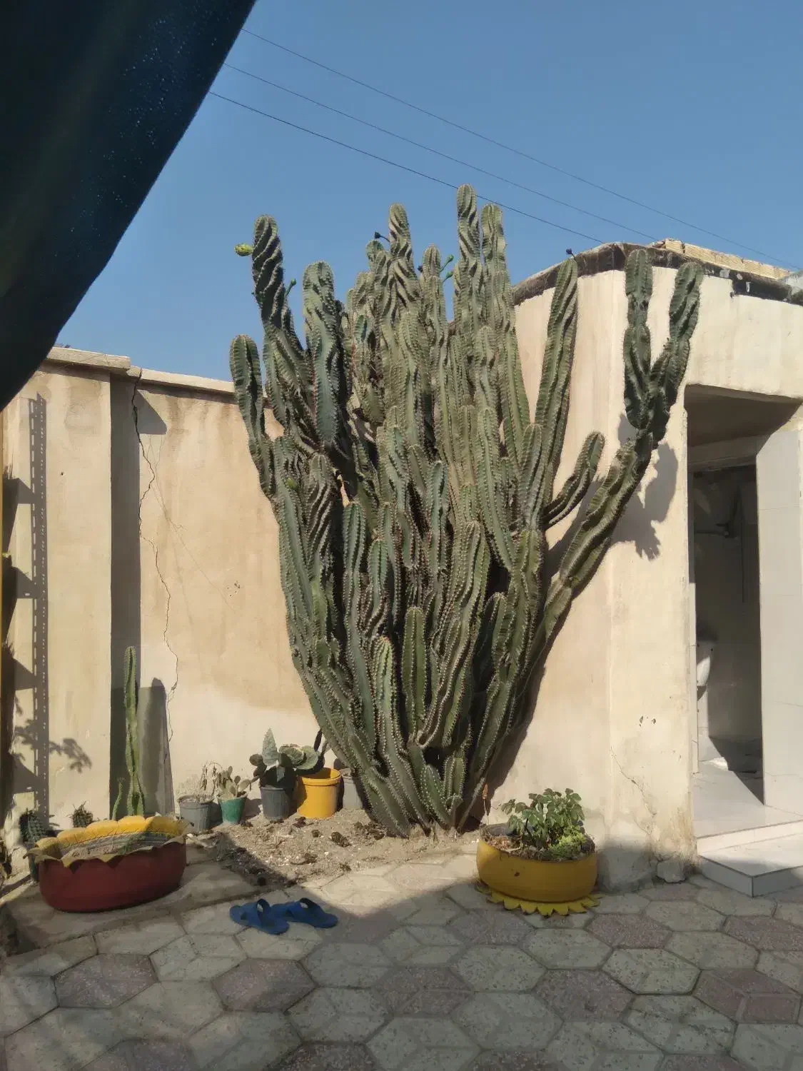 کاکتوس برگ ناودونی|گل و گیاه طبیعی|بوشهر, |دیوار