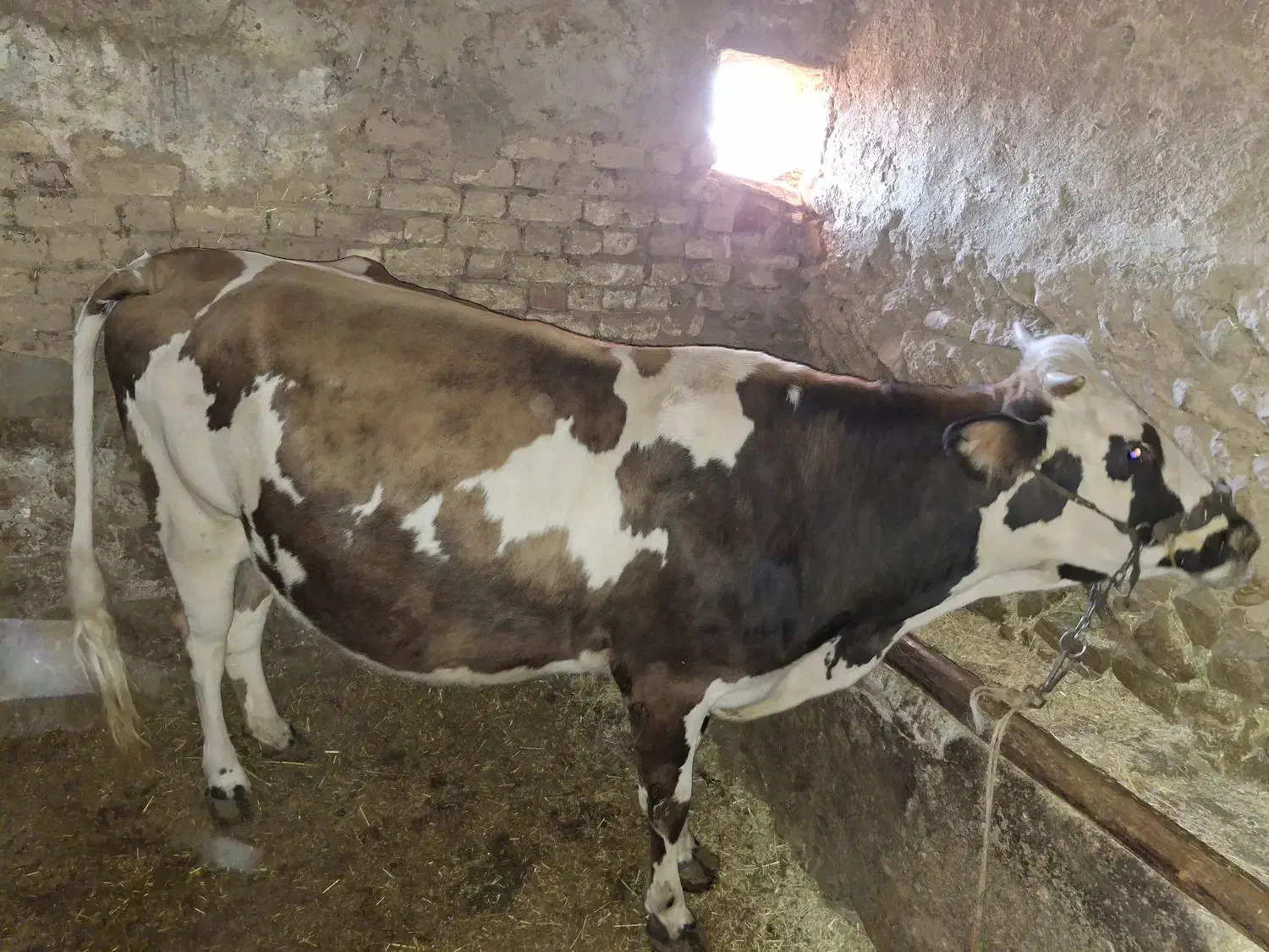 گاو شیری|حیوانات مزرعه|دهگلان, |دیوار