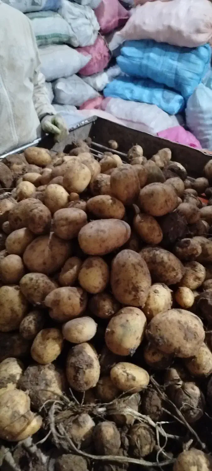 سیب زمینی|حراج|رشت, خمیران زاهدان|دیوار