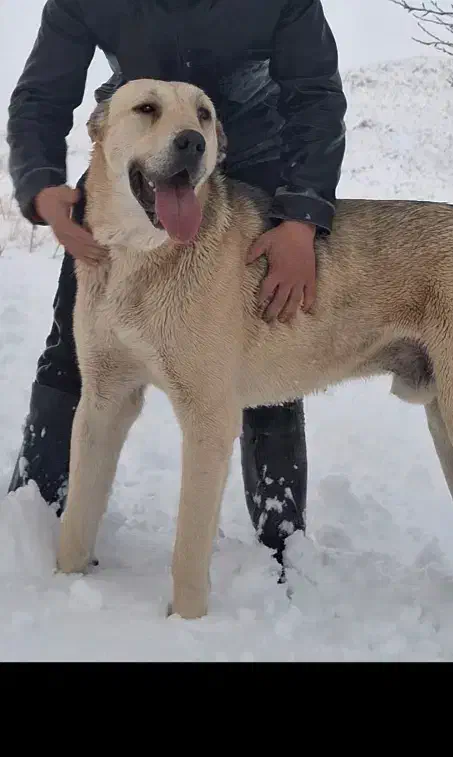 سگ عراقی|سگ|خلخال, |دیوار