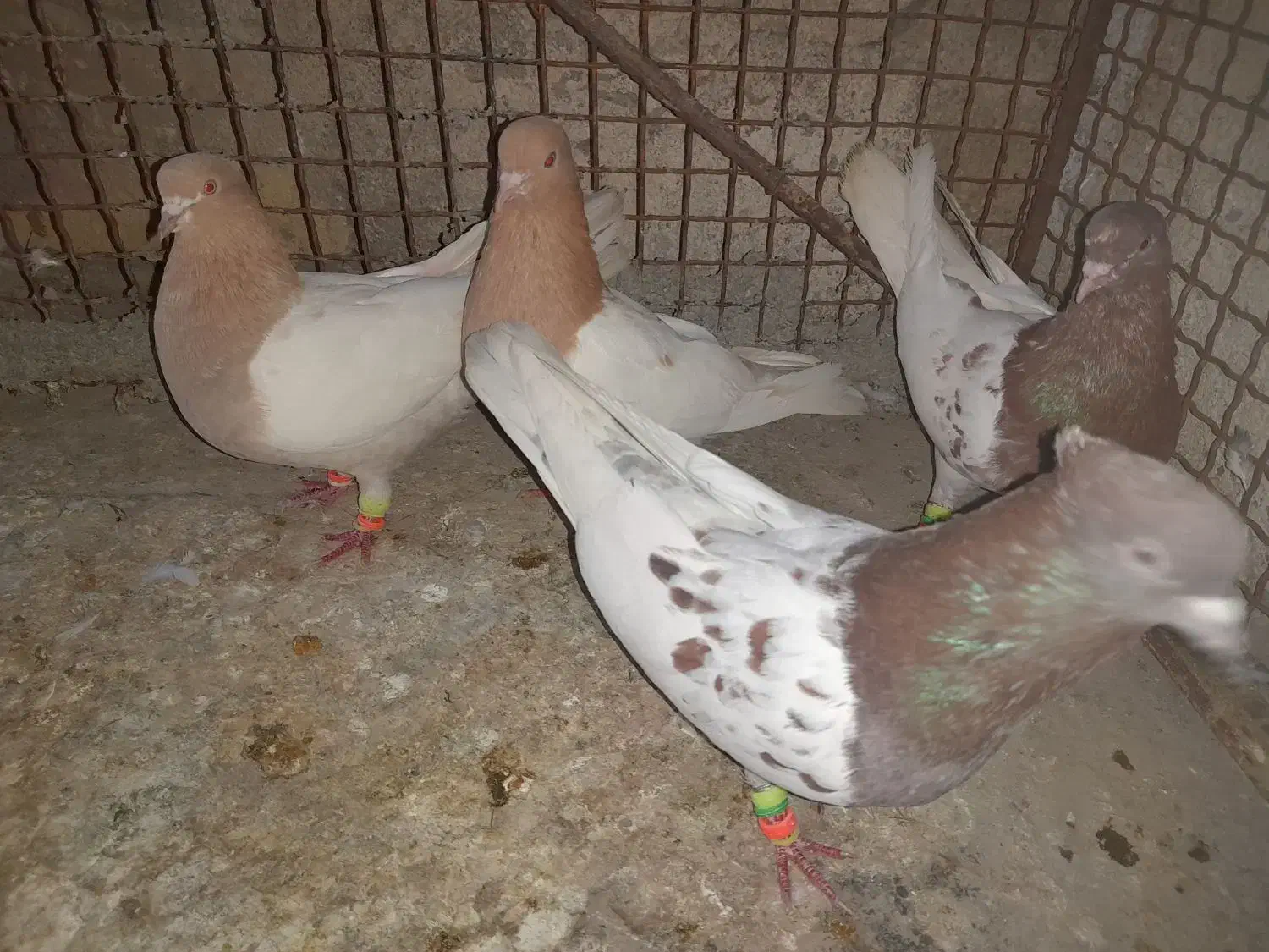 کبوتر کله ای|پرنده|لامرد, |دیوار