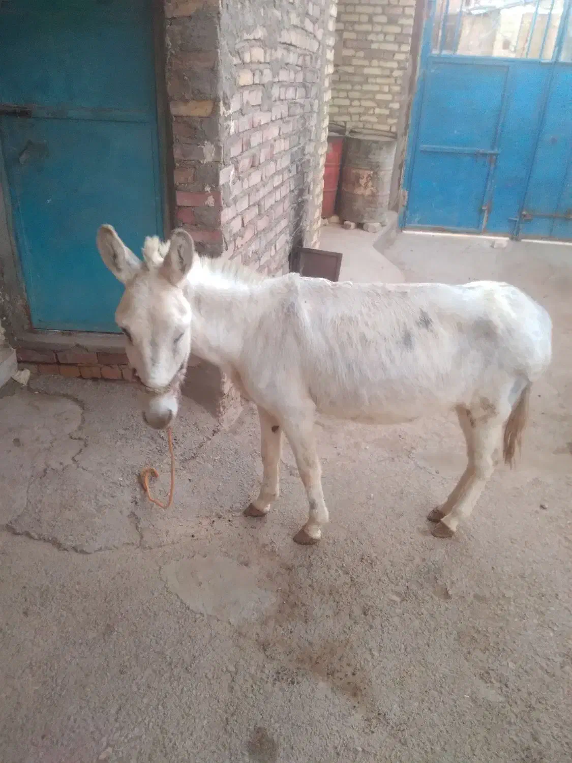 ماده خرجوان|حیوانات مزرعه|قیدار, |دیوار