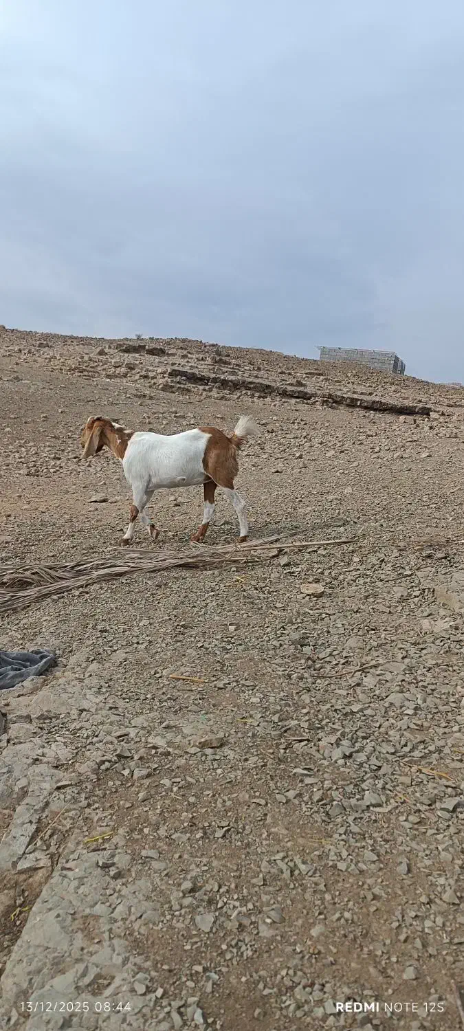 گیسه جنس دقلو|حیوانات مزرعه|عنبرآباد, |دیوار