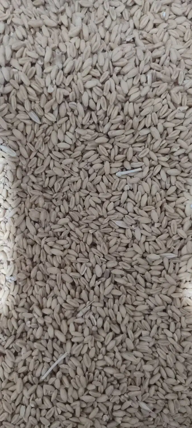 گندم|خدمات باغبانی و درختکاری|جلگه ماژان, |دیوار