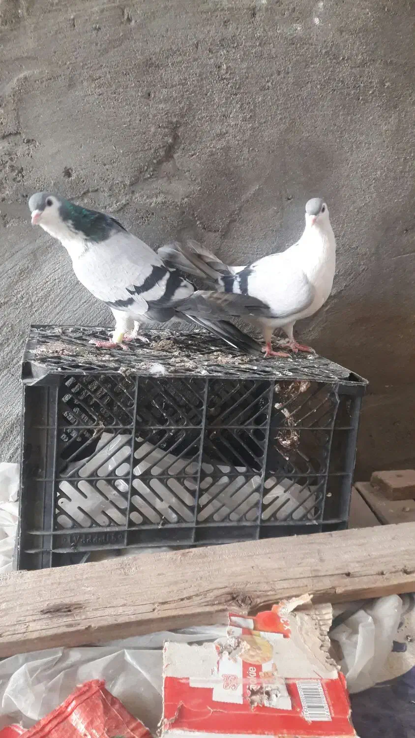 رنگی جفت سینه کوهی و جفت پرستو و پلاکی|پرنده|شوشتر, |دیوار