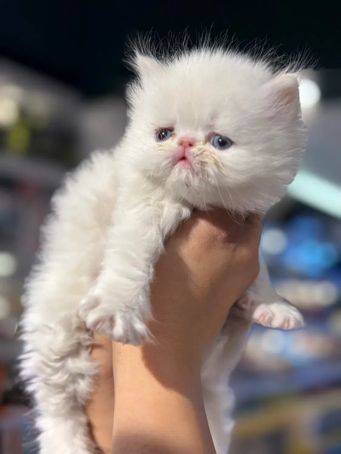 گربه|گربه|کرمانشاه, |دیوار