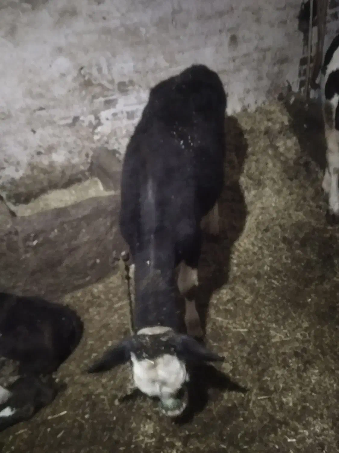 گاو|حیوانات مزرعه|دهگلان, |دیوار