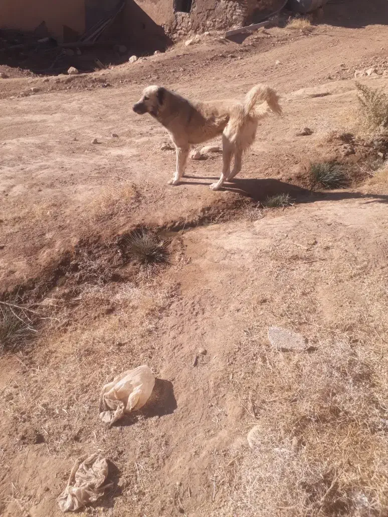 سگ گمشده|سگ|فیروزآباد, |دیوار