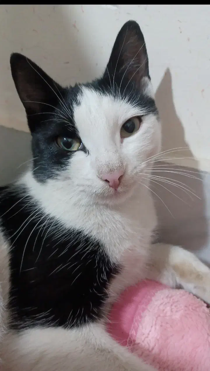 گربه|گربه|قزوین, |دیوار