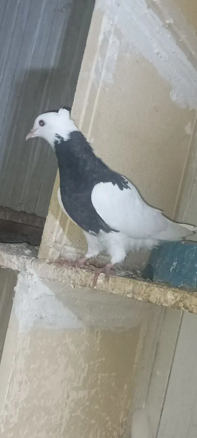 کبوتر طوقی|پرنده|دشت ذهاب, |دیوار