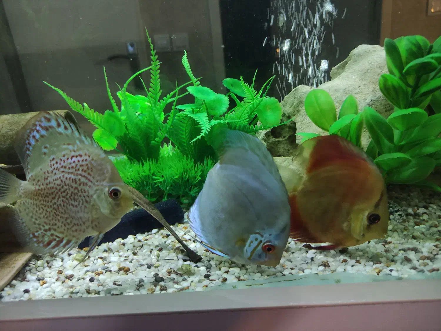 ماهی دیسکس ۳ عدد|ماهی|تهران, مهرآباد|دیوار