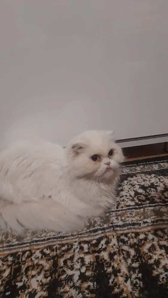 سه عدد گربه بالغ مولد فروشی|گربه|تبریز, |دیوار