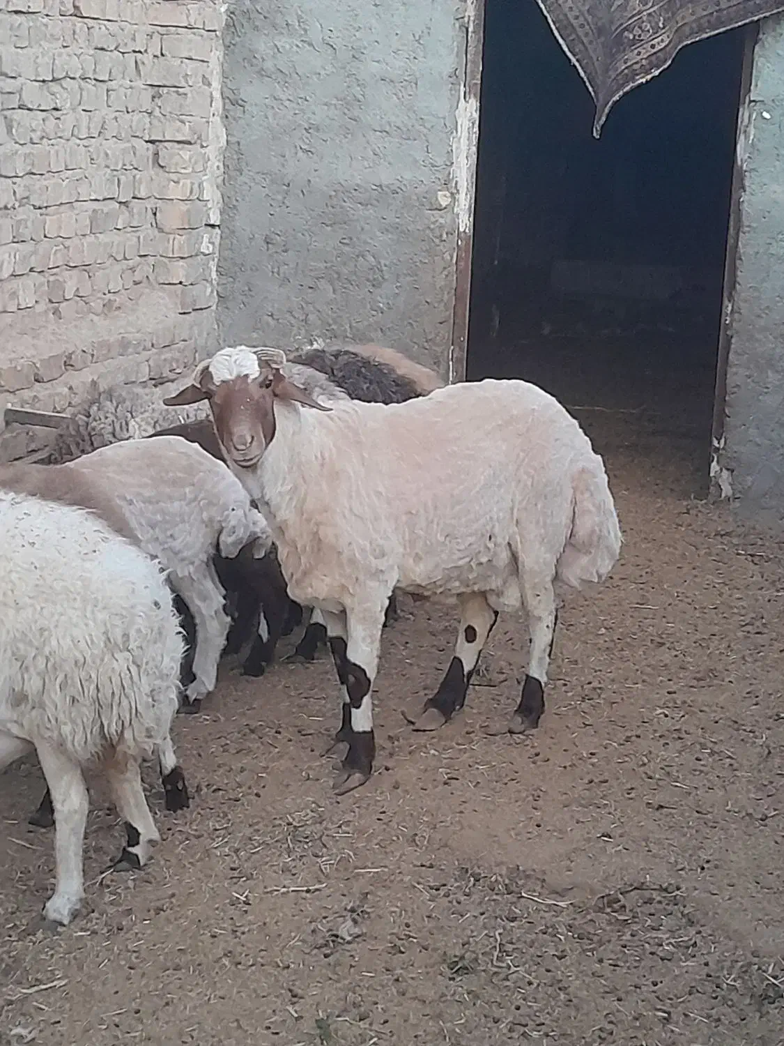 بره قوچ دورگ کردی مهربانی|حیوانات مزرعه|کاشان, لتحر|دیوار