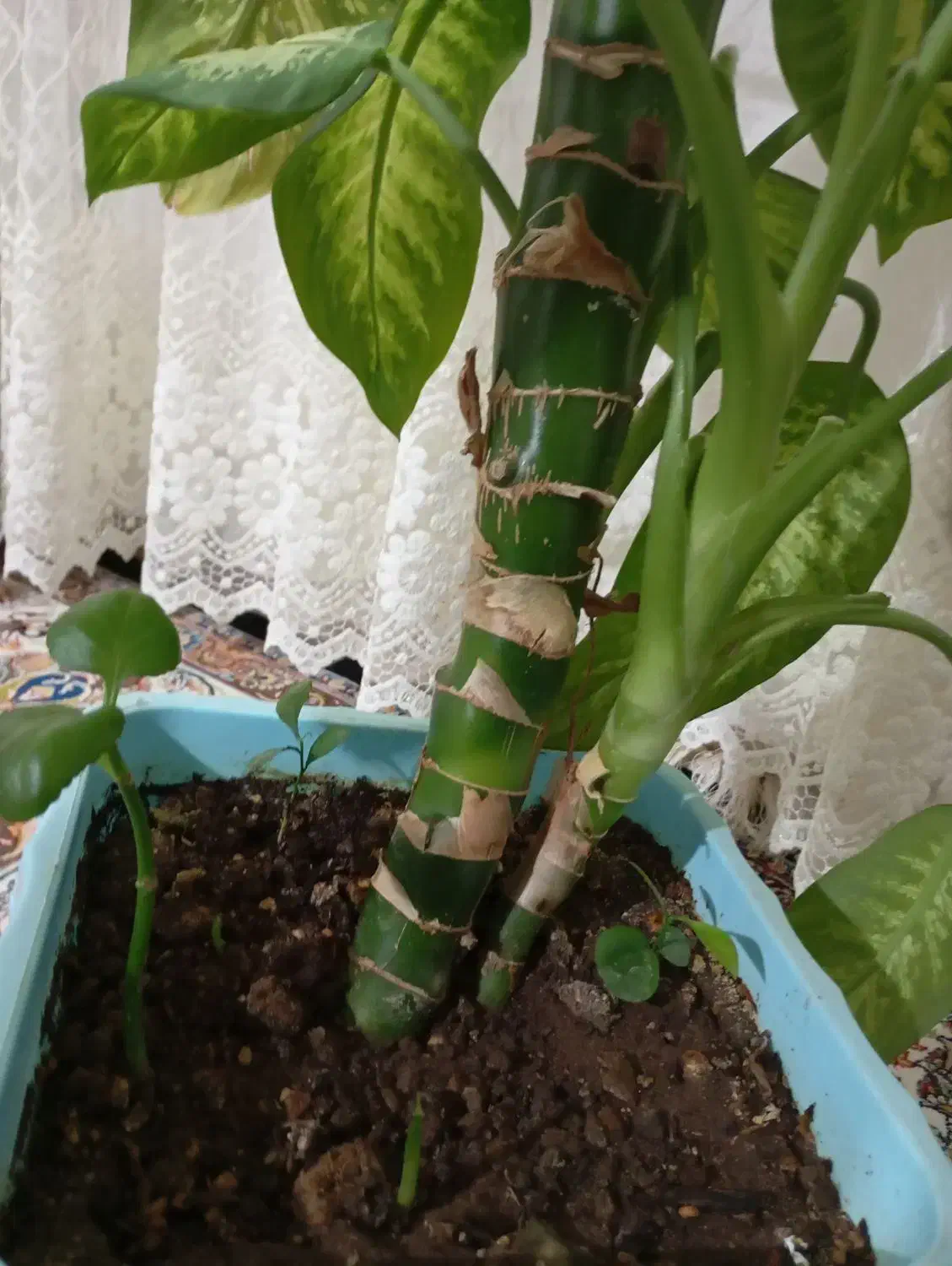 گل دیفن|گل و گیاه طبیعی|سرپل ذهاب, |دیوار