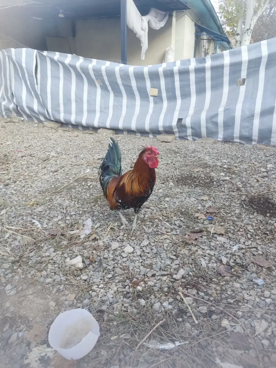 خروس گلین|حیوانات مزرعه|ماکو, |دیوار